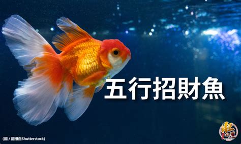 小型招財魚|新手必看：5種易養魚種